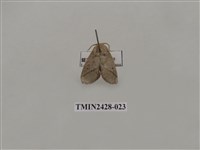 藏品(內點刺蛾)的圖片